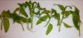 Gymnocoronis Spilanthoides - 3.90€